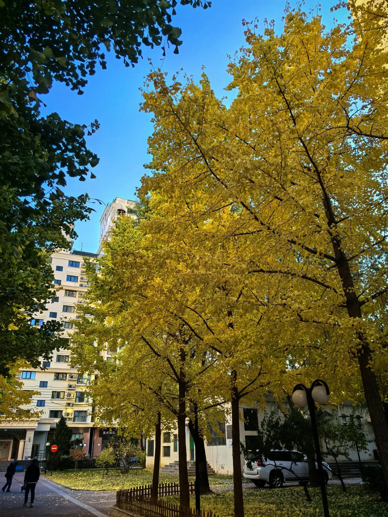 #可以分享一张秋景树叶的照片吗#平房公园