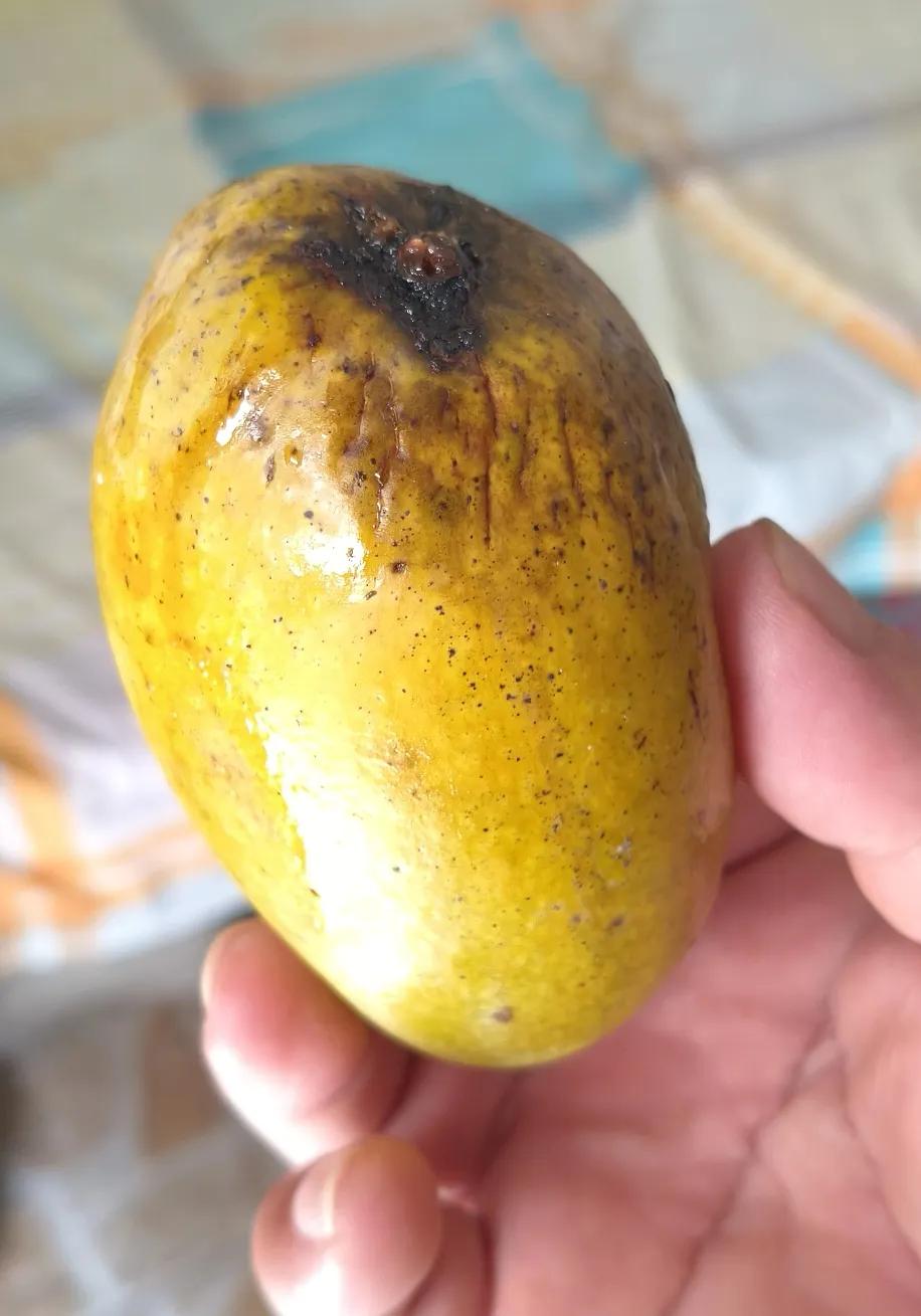 爱吃芒果的朋友，发现一个秘密没有？
为什么超市卖的芒果，颜色那么统一，又那么干净