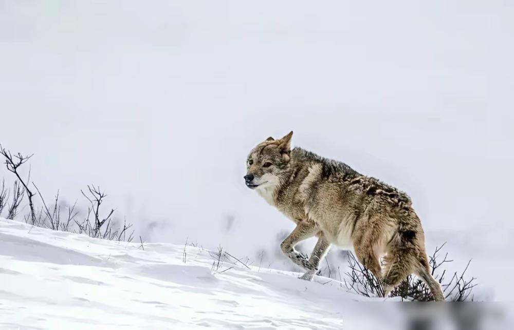 格林：自己吃不饱，但是还是坚持每天给妈妈送来刚打到的野兔。
​
李微漪：实在太饿