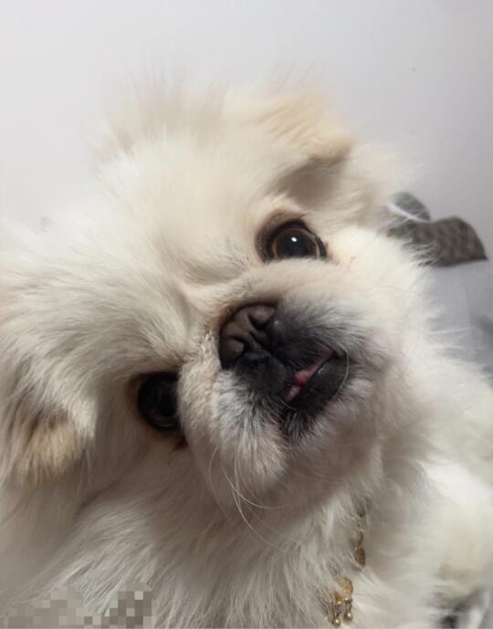 我也要玩！把歌词里的我都换成狗 会是什么样