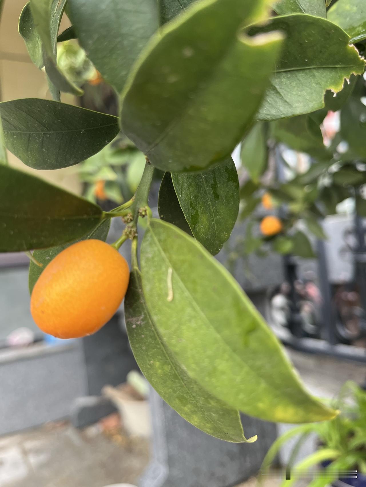 今天烧了六菜一汤，外加炖只小鸽子。

每天都在锅台边转，烧什么菜我是不太动脑筋，