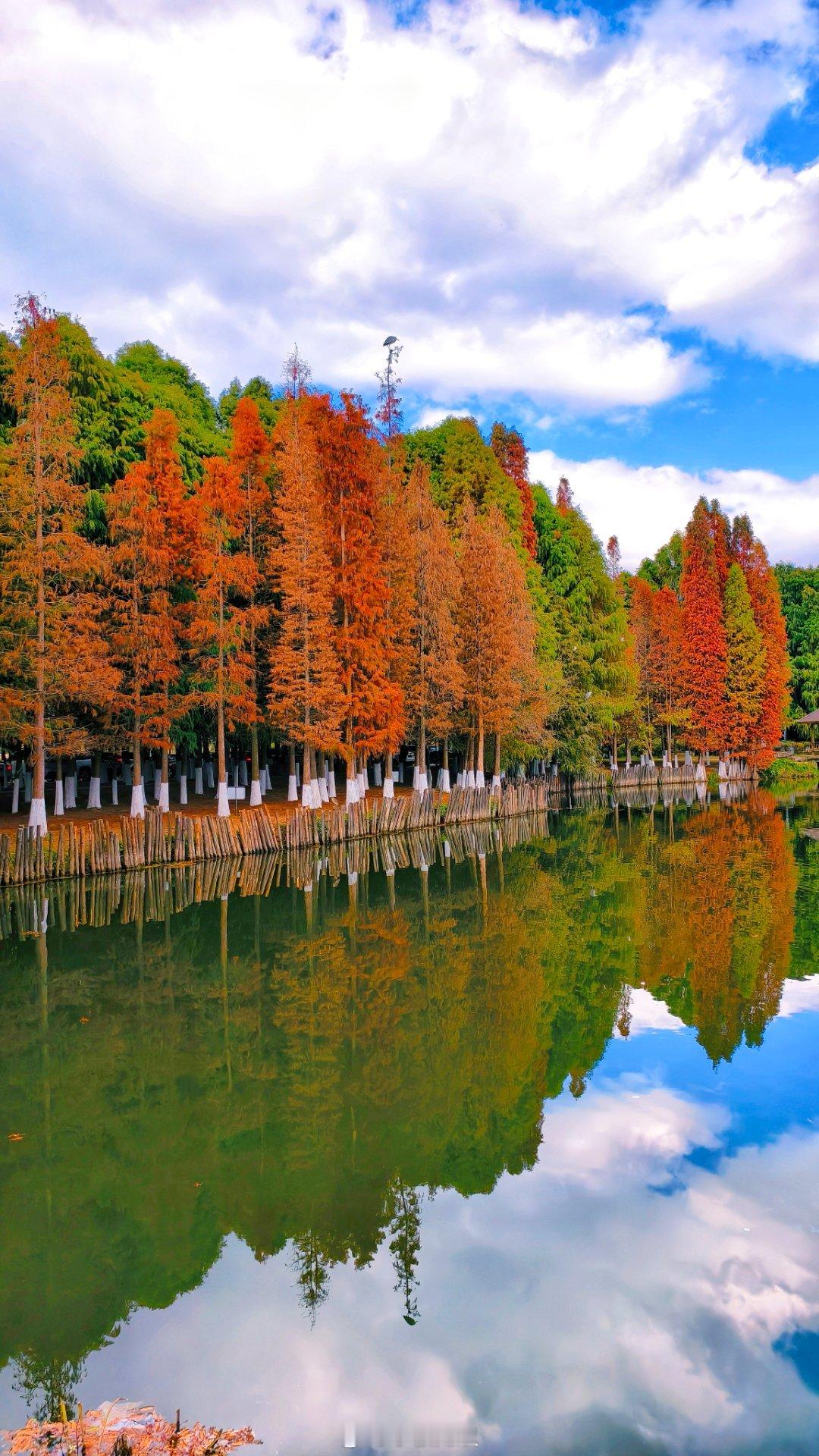 昆明冬日的水杉，真的有种静谧而悠远的美。 昆明·滇池海埂公园