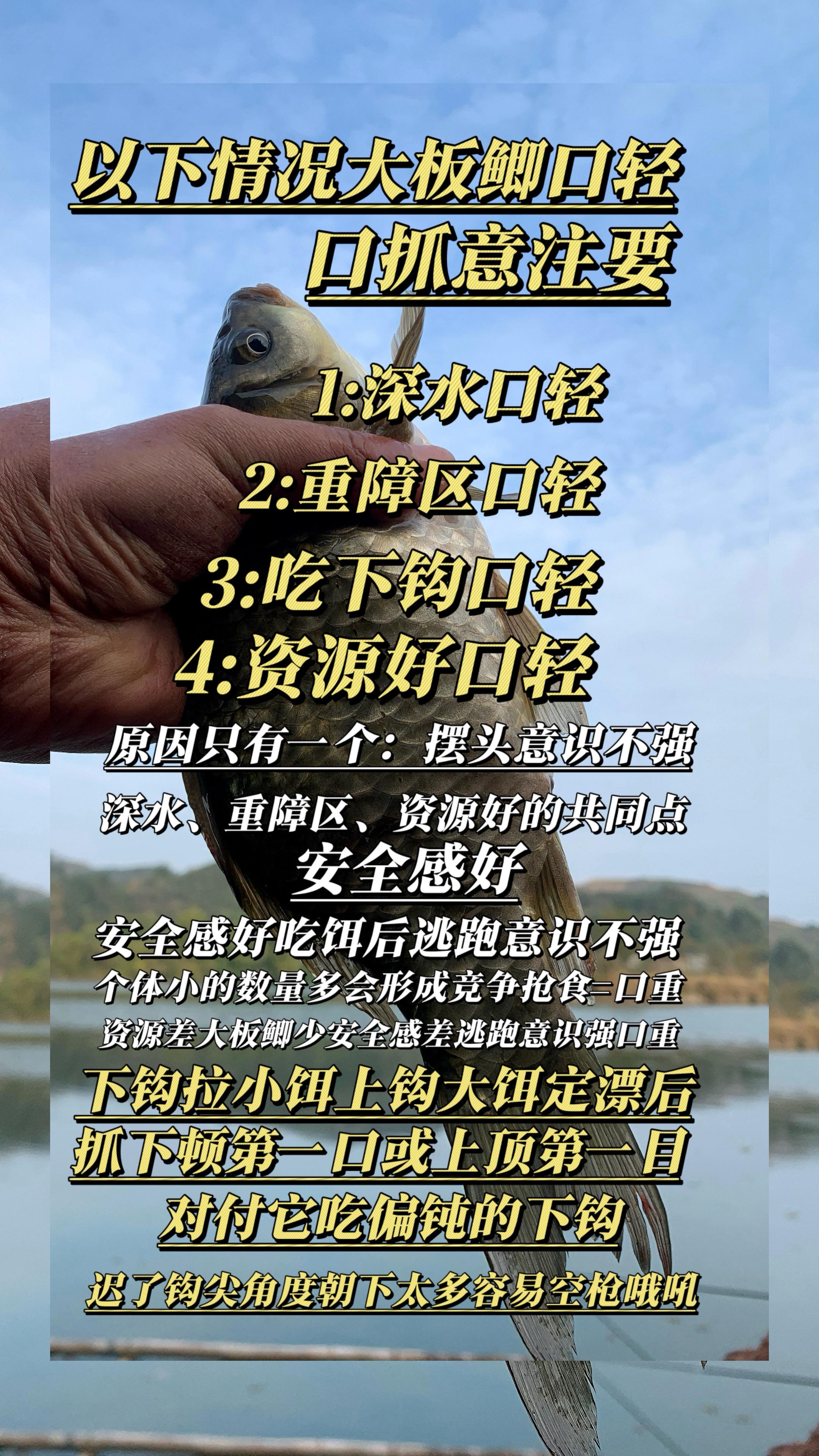 为什么鲫鱼越大口越轻？明白原因才能钓更多。 为什么鲫鱼越大口越轻？
