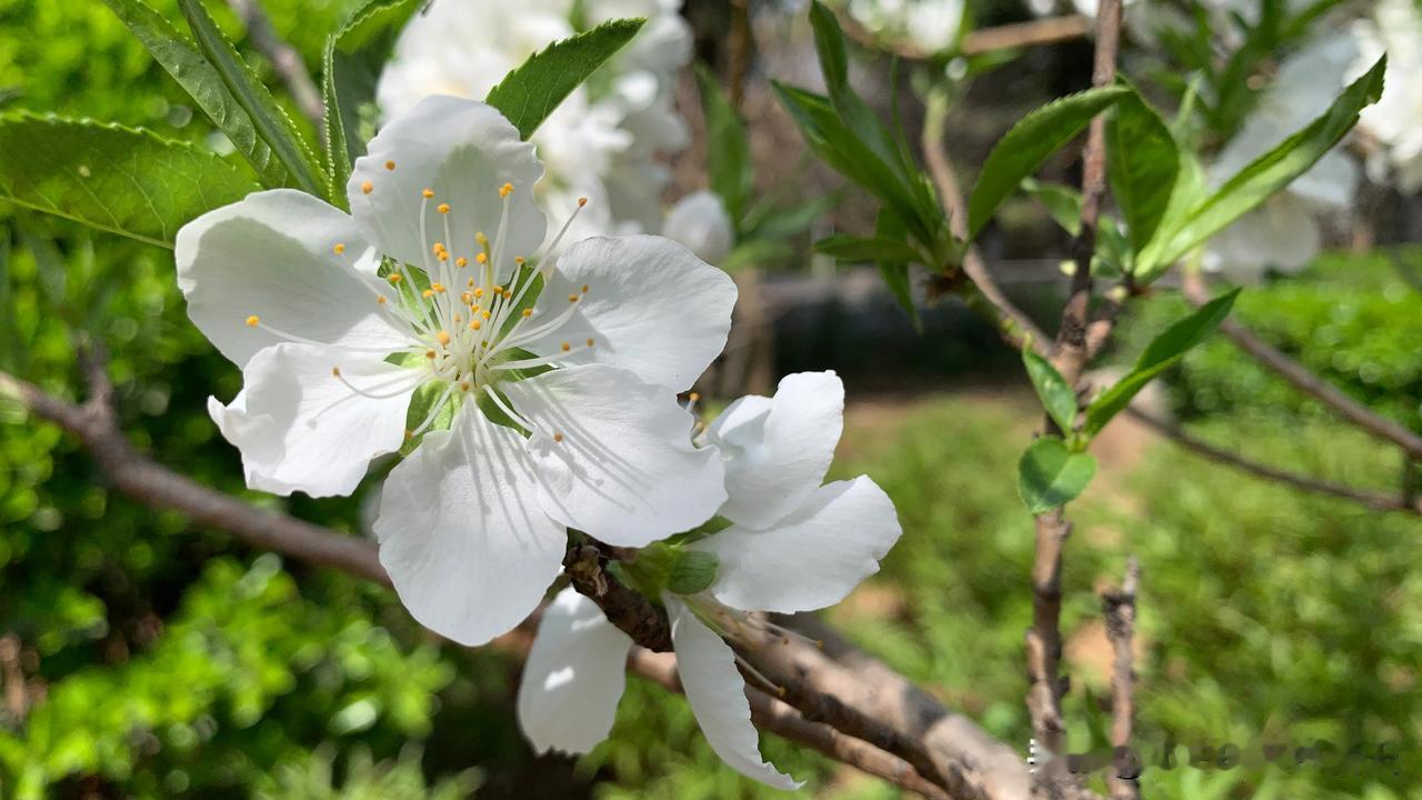 #拍一张春天的照#