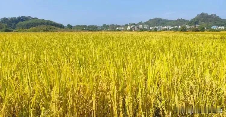 昨天下午，堂弟告诉我今天割禾了，我下午没有割鱼草给鱼吃，有禾草了让鱼吃个够。
今