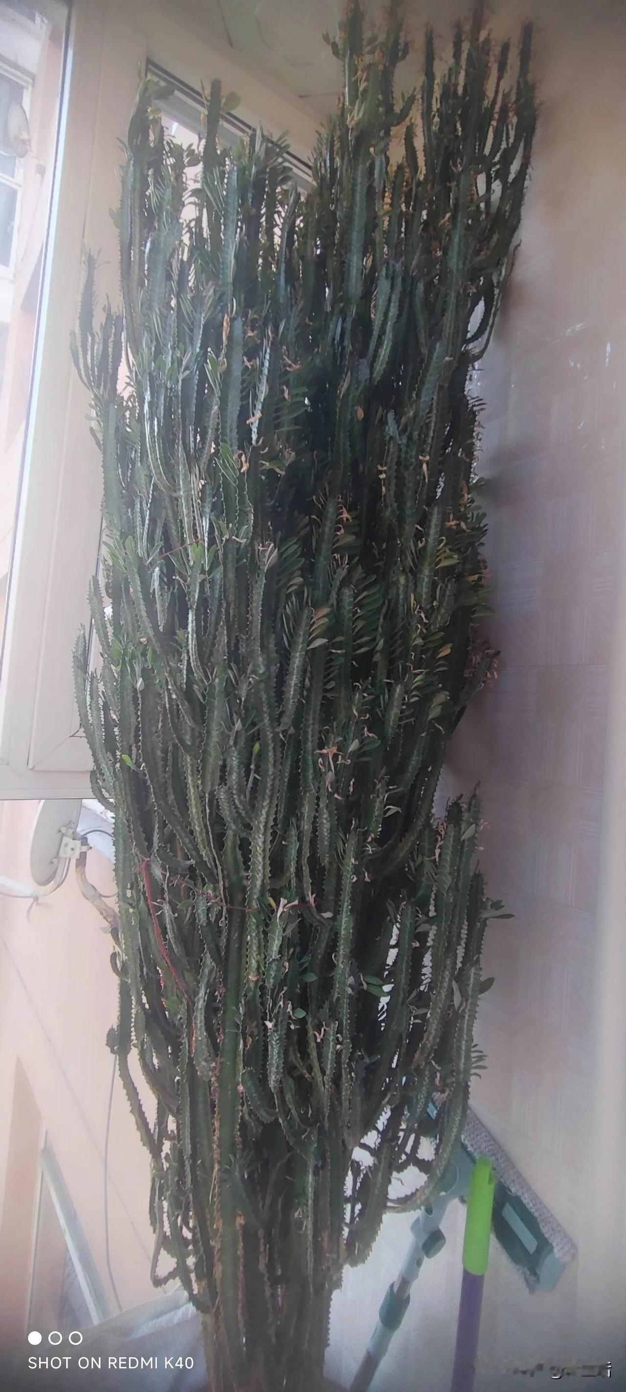 见到二十年的龙骨