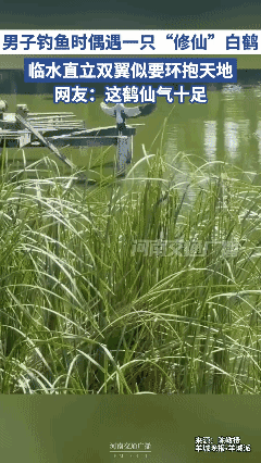 钓鱼时偶遇一只“修仙”白鹤，临水直立双翼似要环抱天地。网友：这鹤仙气十足。👍