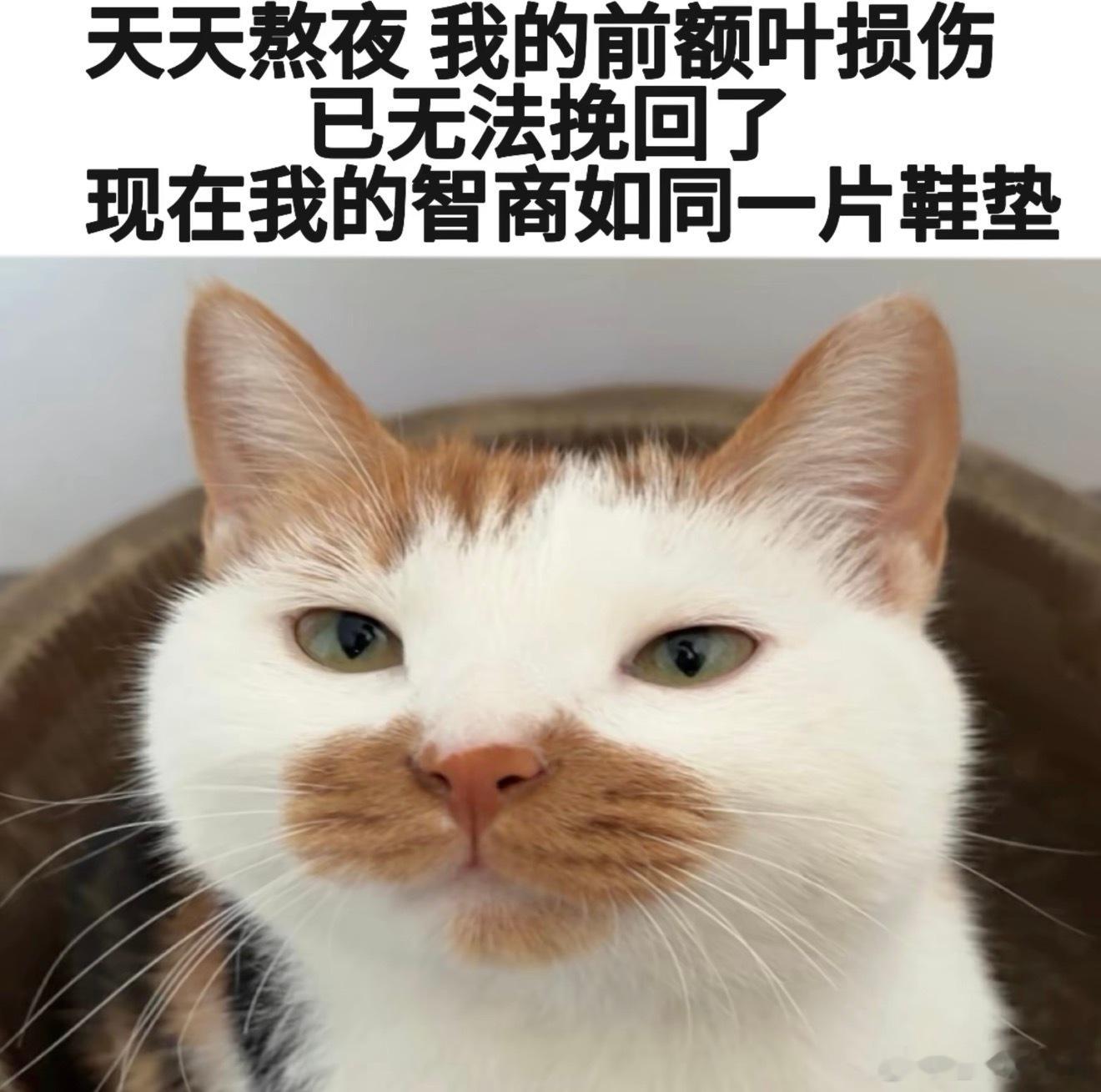 前额叶被我放生了，杏仁核也是做成每日坚果了，松果体还给松鼠了，海马体更是回归大海