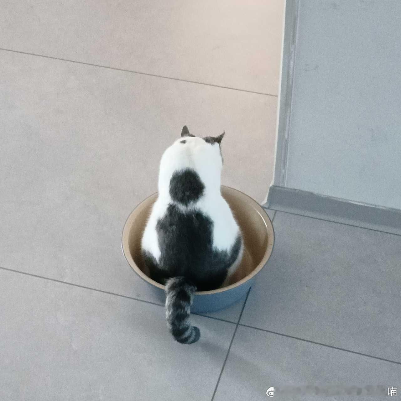 49371【丑猫】初具人形 