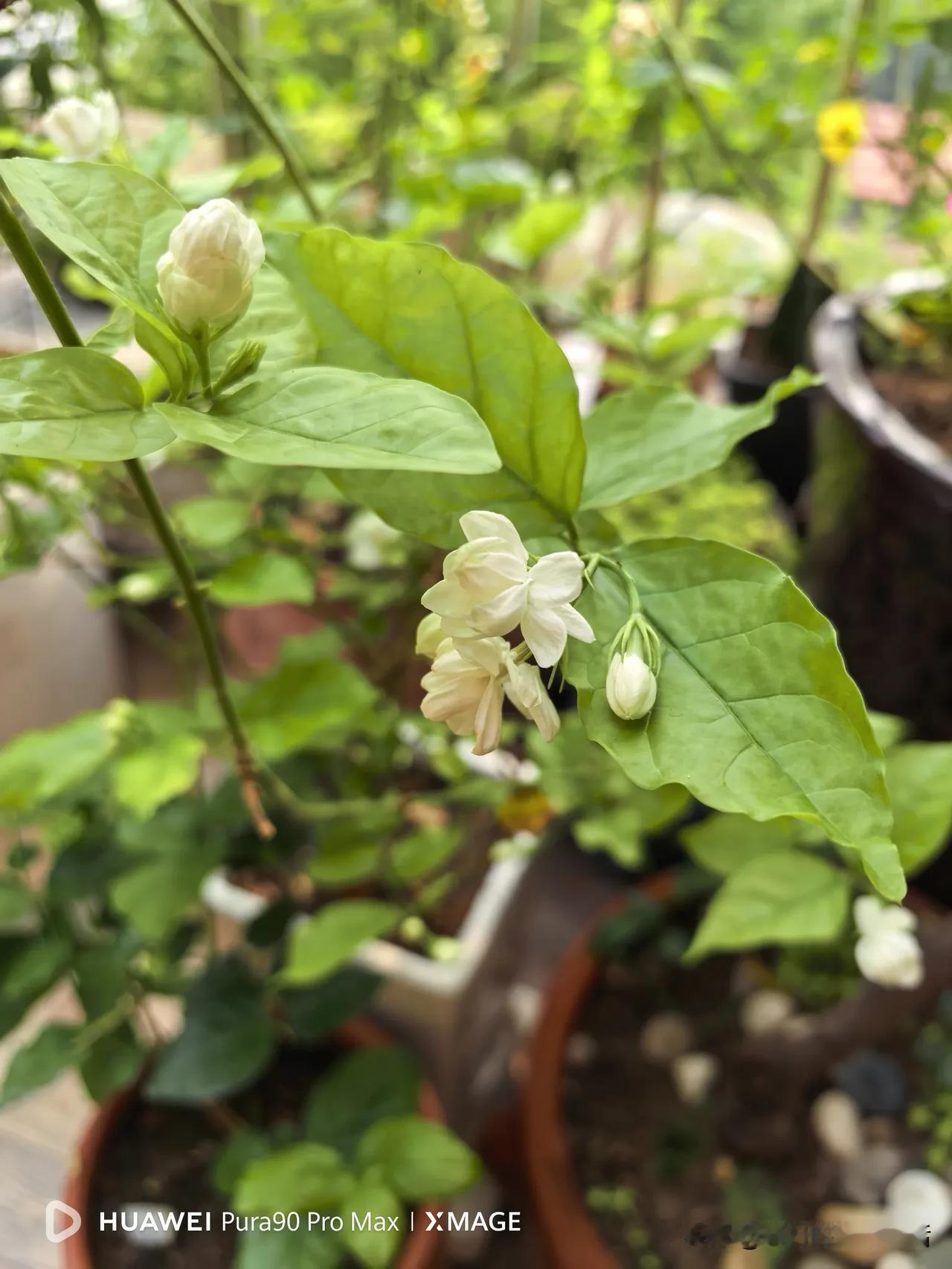 这几天只是记录了一下自己使用新手机的体验，纯纯记录自己生活。因为新买的华为手机在