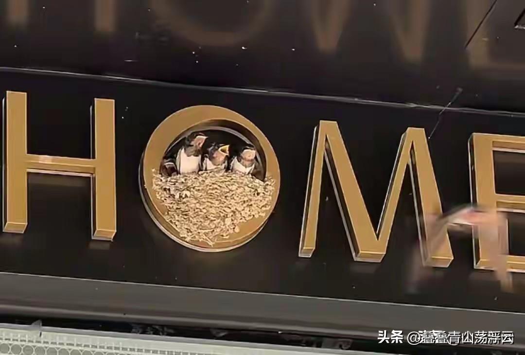 近日，贵州黄平一街道店铺门面的Logo上，突然有一窝燕子大里面筑巢了，瞬间让这家