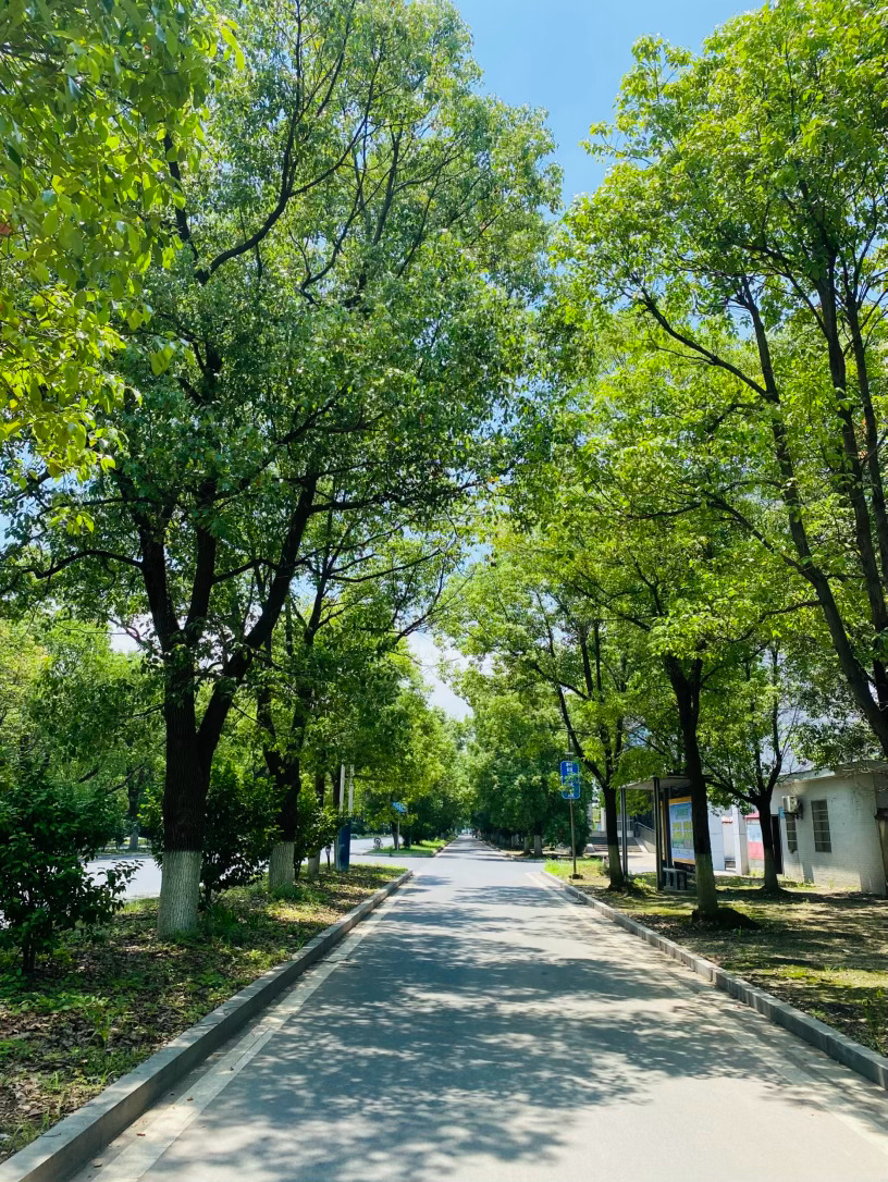 生活手记记录真实生活摄影摄影摄影 夏木晴光，满目清欢初夏的风掠过城市步道，抬眼便