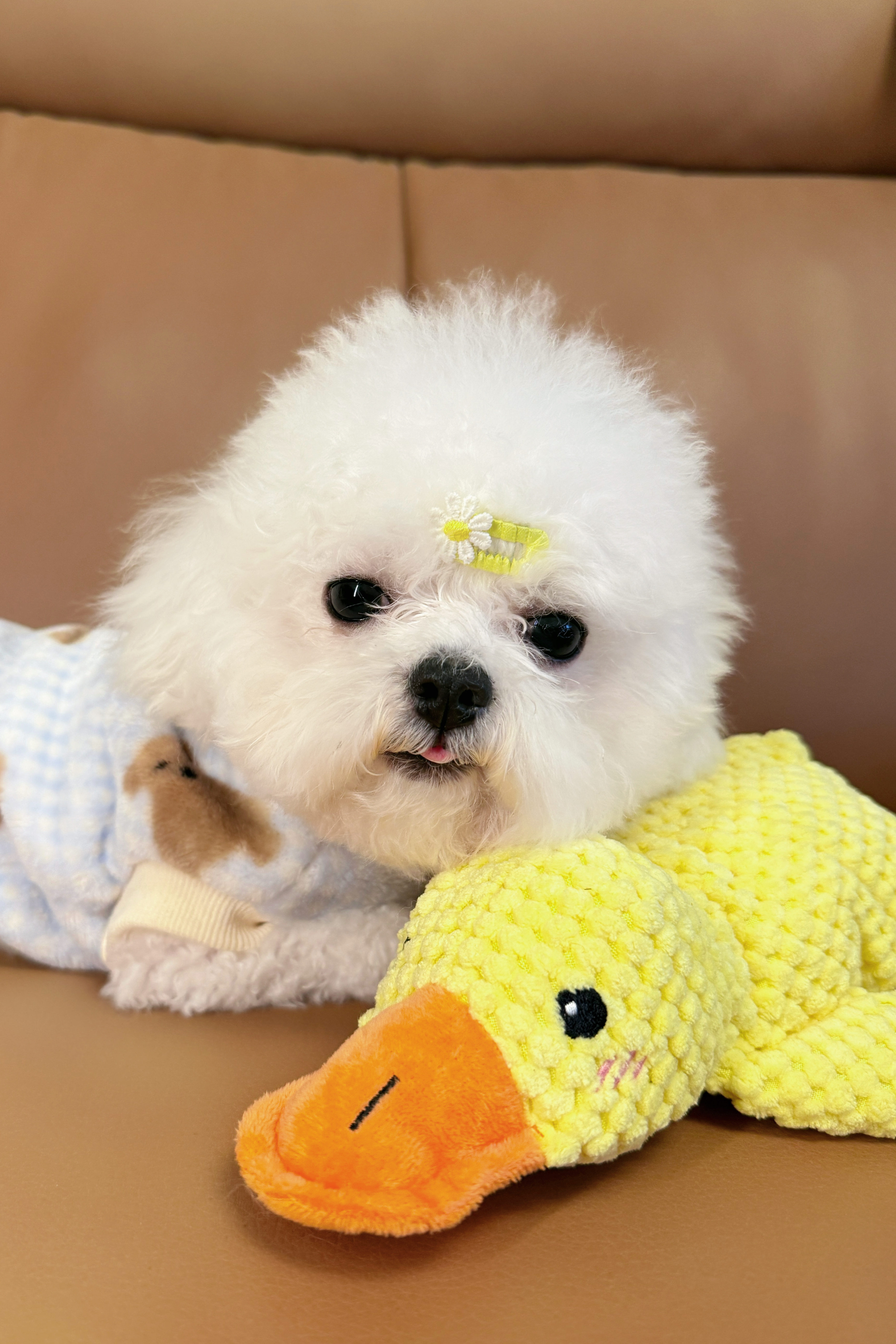 小狗宝宝 ๑⃙⃘'ᵕ'๑⃙⃘🌙🏠🫶🏻✨每一张都好可爱啊啊啊！！！ 