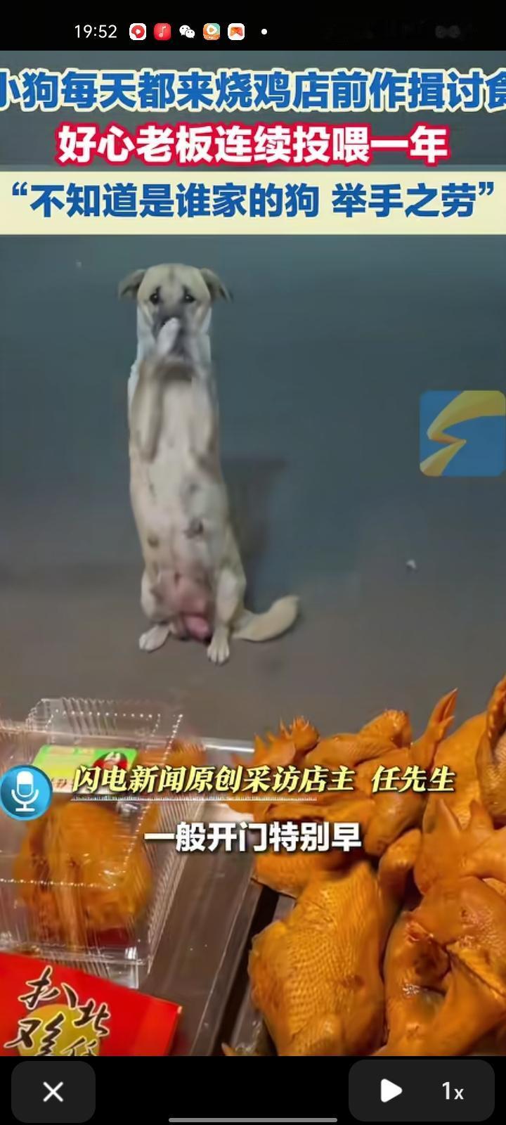 11月30日，德州市平原县，老板晒视频表示，小狗每天来烧鸡店前作揖讨食，每次都会