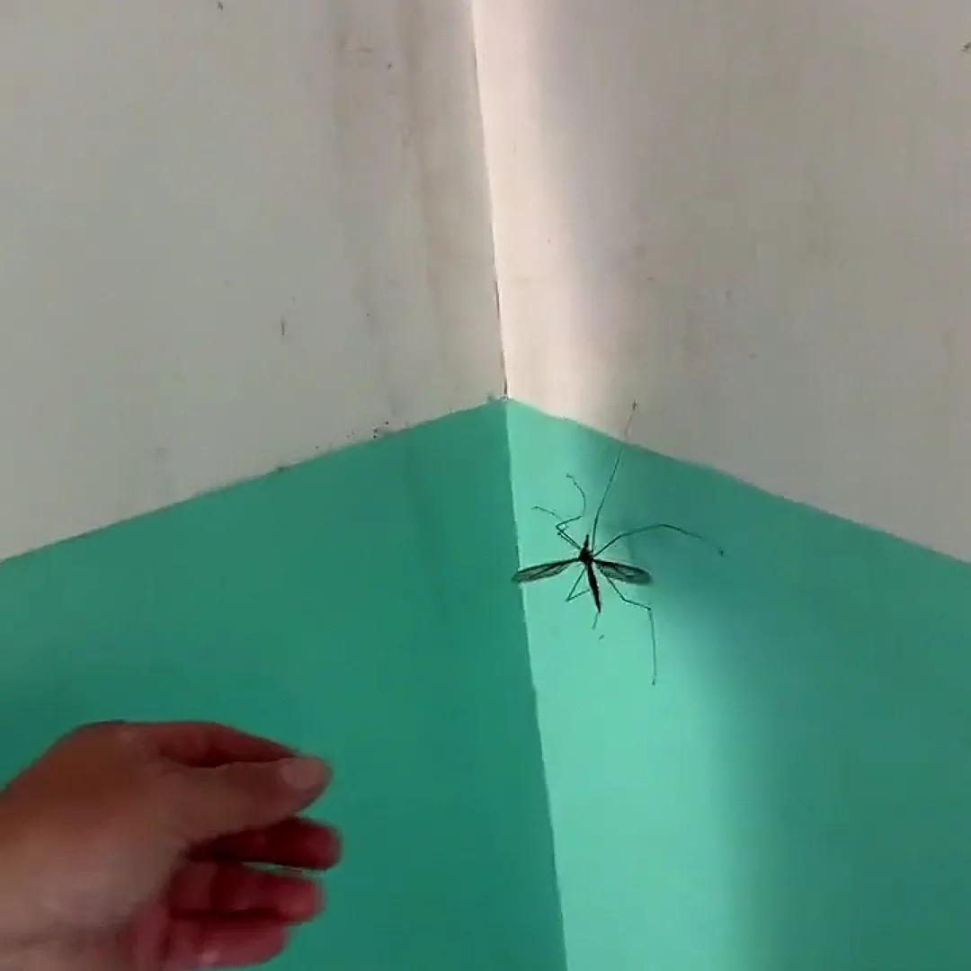 我已经开始为我这么多年拍在墙壁上的巨大蚊子开始内疚了，没想到它才是忠臣，才是我们