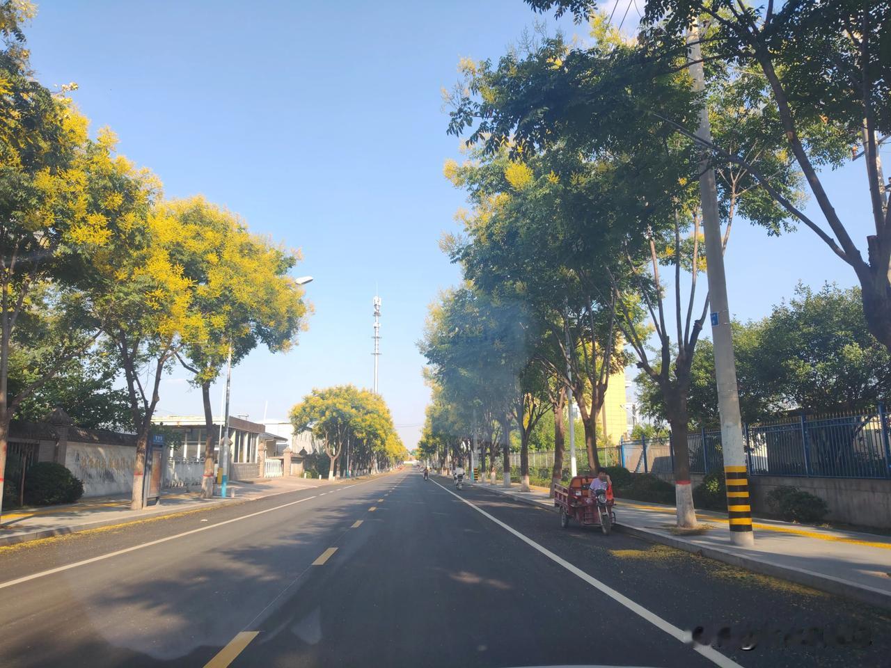 武功县工业园区的一条道路，栾树迎来盛花期，满地落金太好看。
    夏末初秋的武