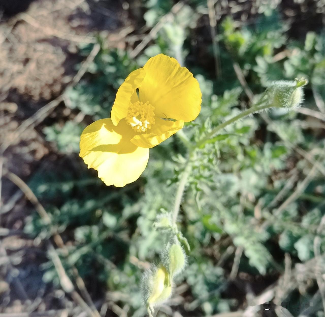 认一认路边花
——秃疮花

这是一朵秃疮花，

□外观特征：
花朵：花瓣通常为4