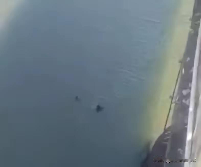 “太痛心了！”一女子意外落水，好心的男子跳下去救，结果被女子紧紧抱住脖子不松手，