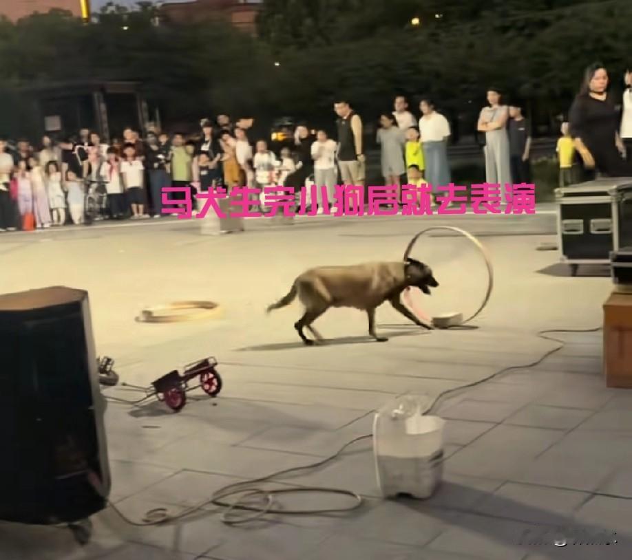 “马戏团狗狗表演途中产子”后续：那只马犬和小狗被人收留了。
真是太好了！
近日，