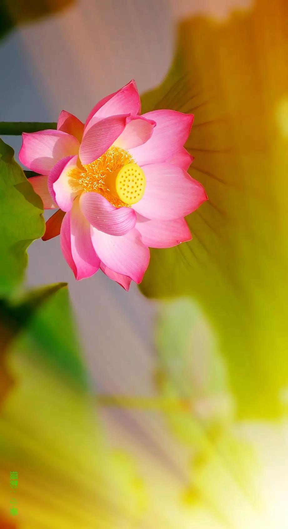 西江月 夏韵
柳岸婵鸣高树，
池塘蛙鼓新荷。
榴花照眼醉颜酡。
梅子黄时雨过。