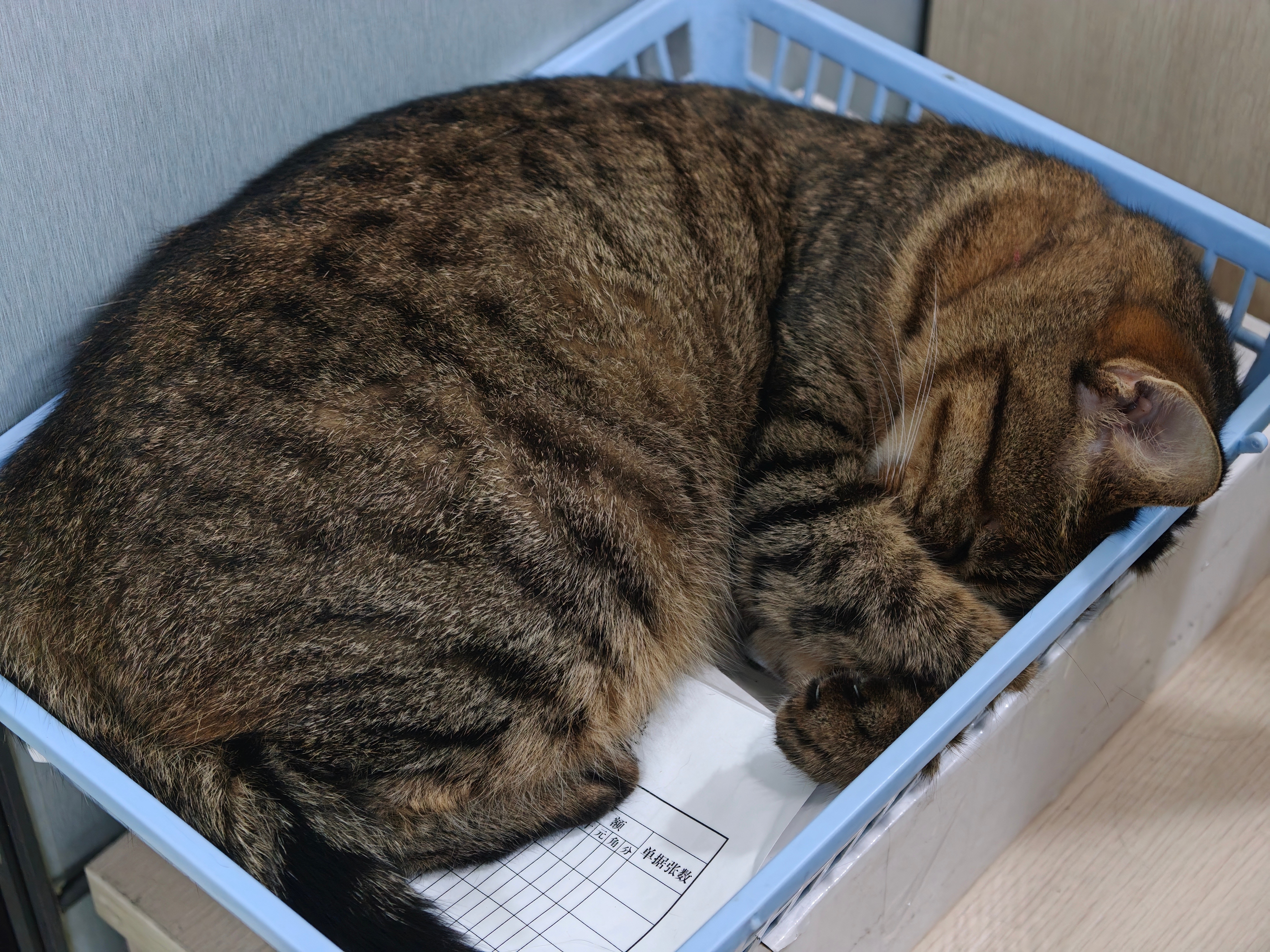 今日麦当劳日记 睡猫~ 