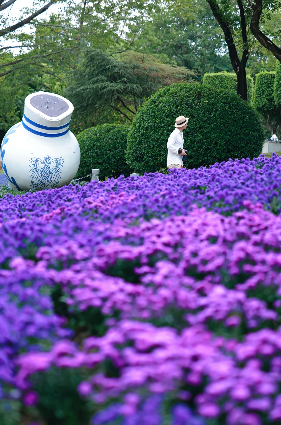 云台花园｜蓝紫色梦境一样的花海💜🪻（10.23）