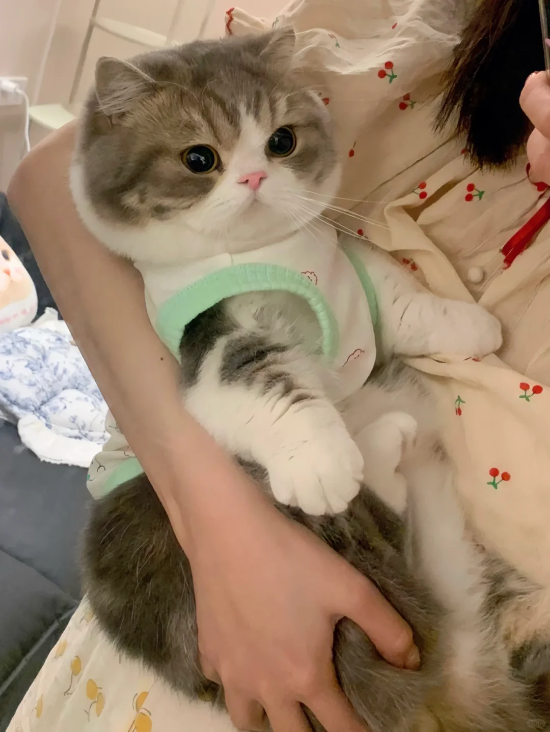 小猫是不是不用上班才这么可爱
