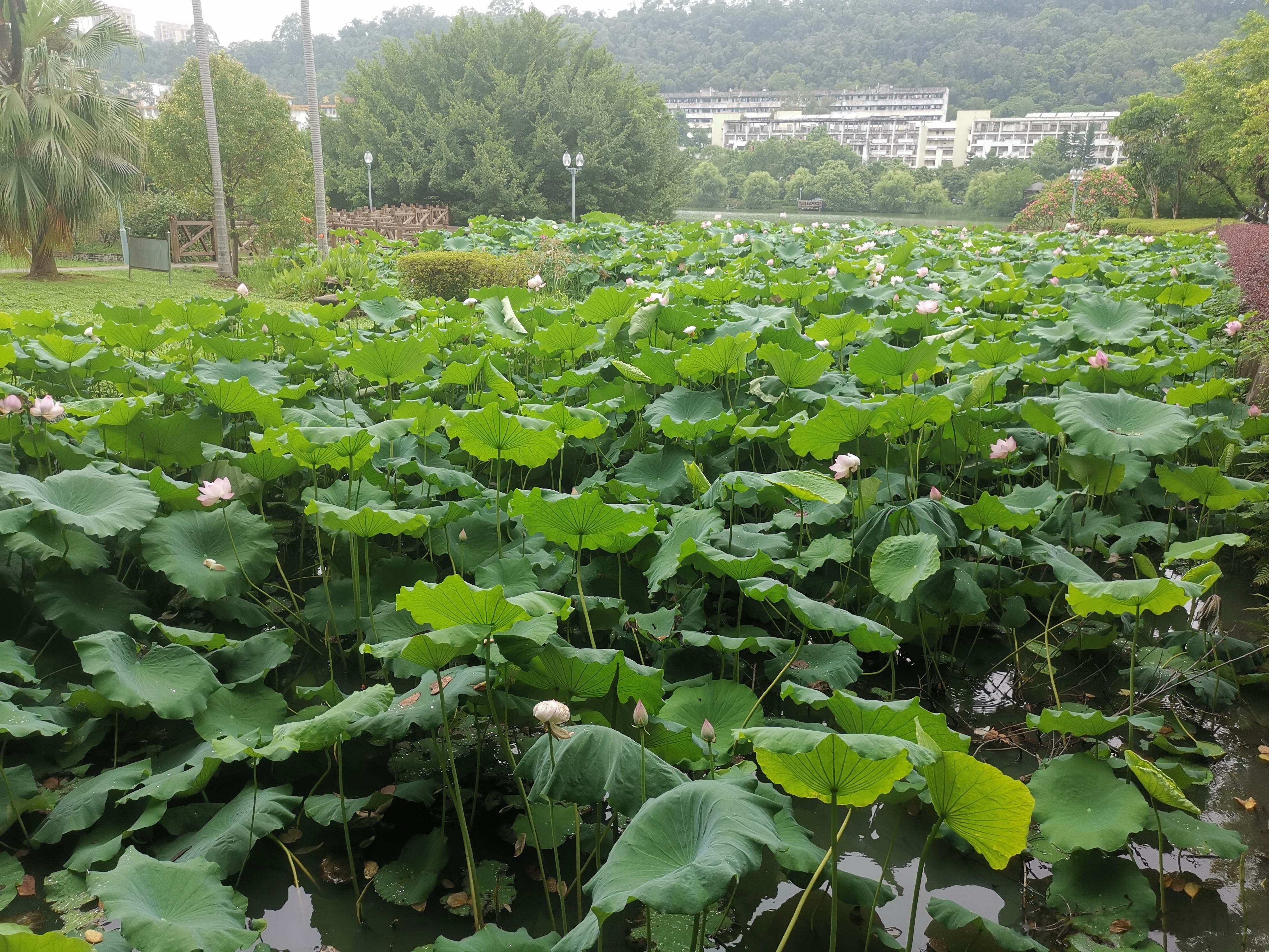 脑供血不足往往有这几个反应1.头晕：在没有明显原因的情况下，头晕是最常见的症状，