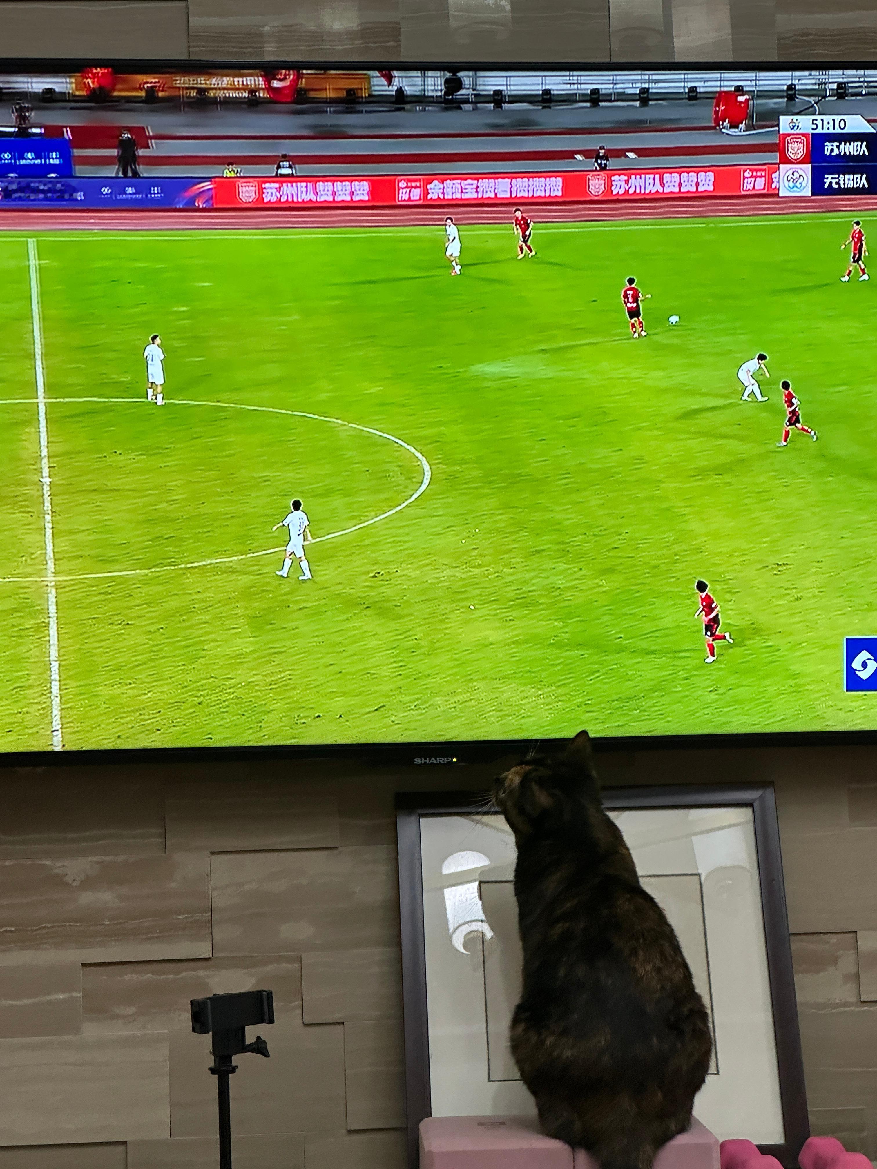 别的猫睡觉，我家猫追球赛，资深球迷实锤苏超﻿玳瑁猫 爱看电视的猫 