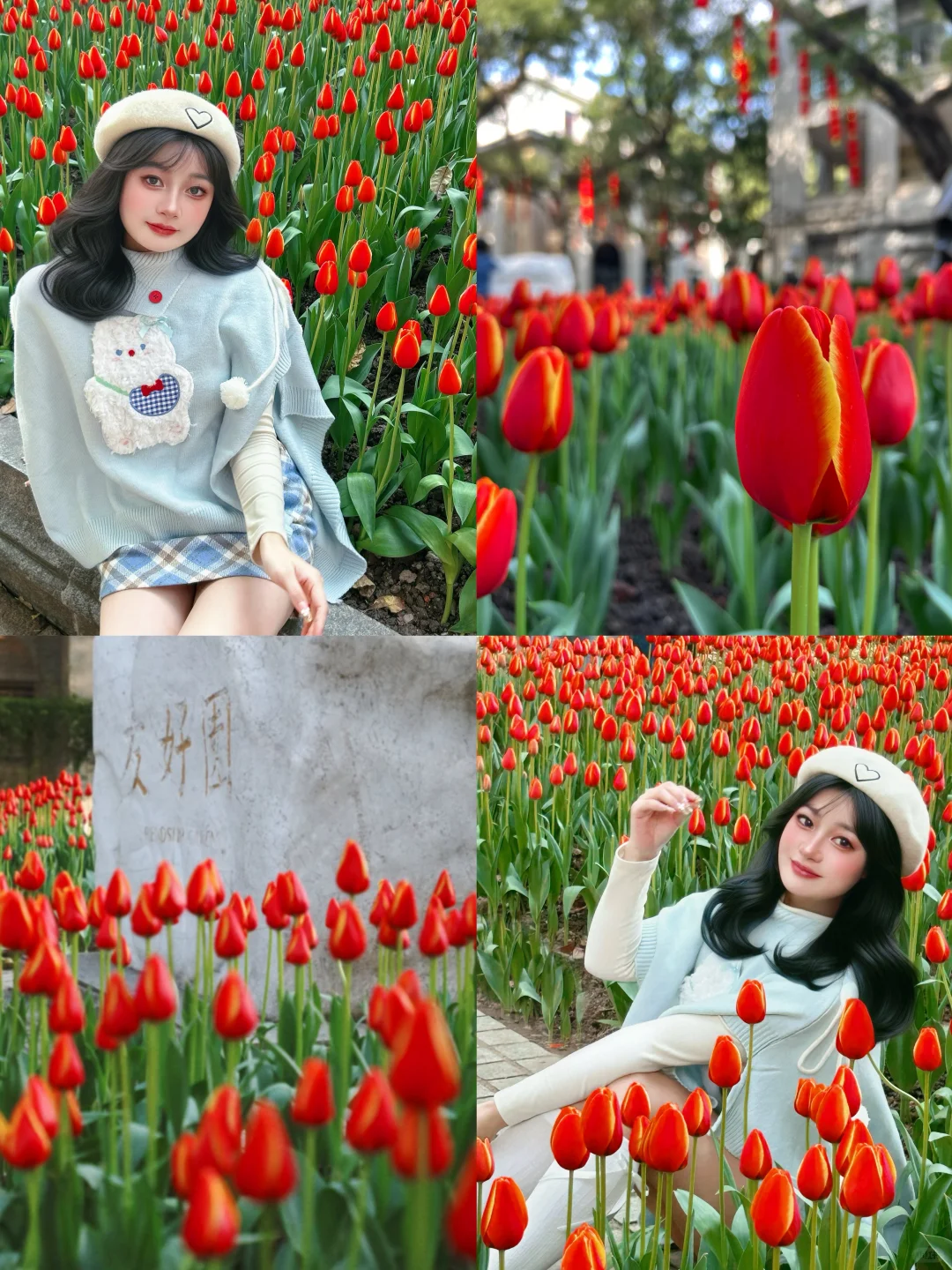 广州赏花｜1.11实拍📸沙面的郁金香开啦🌷