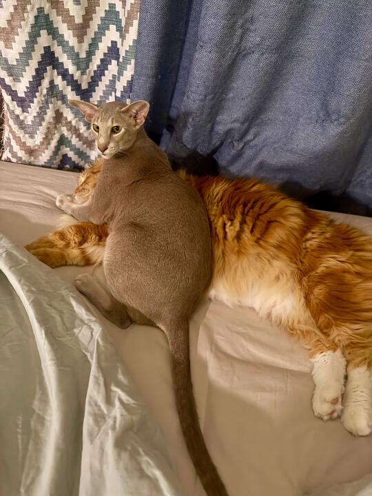 小耗子和大猫～