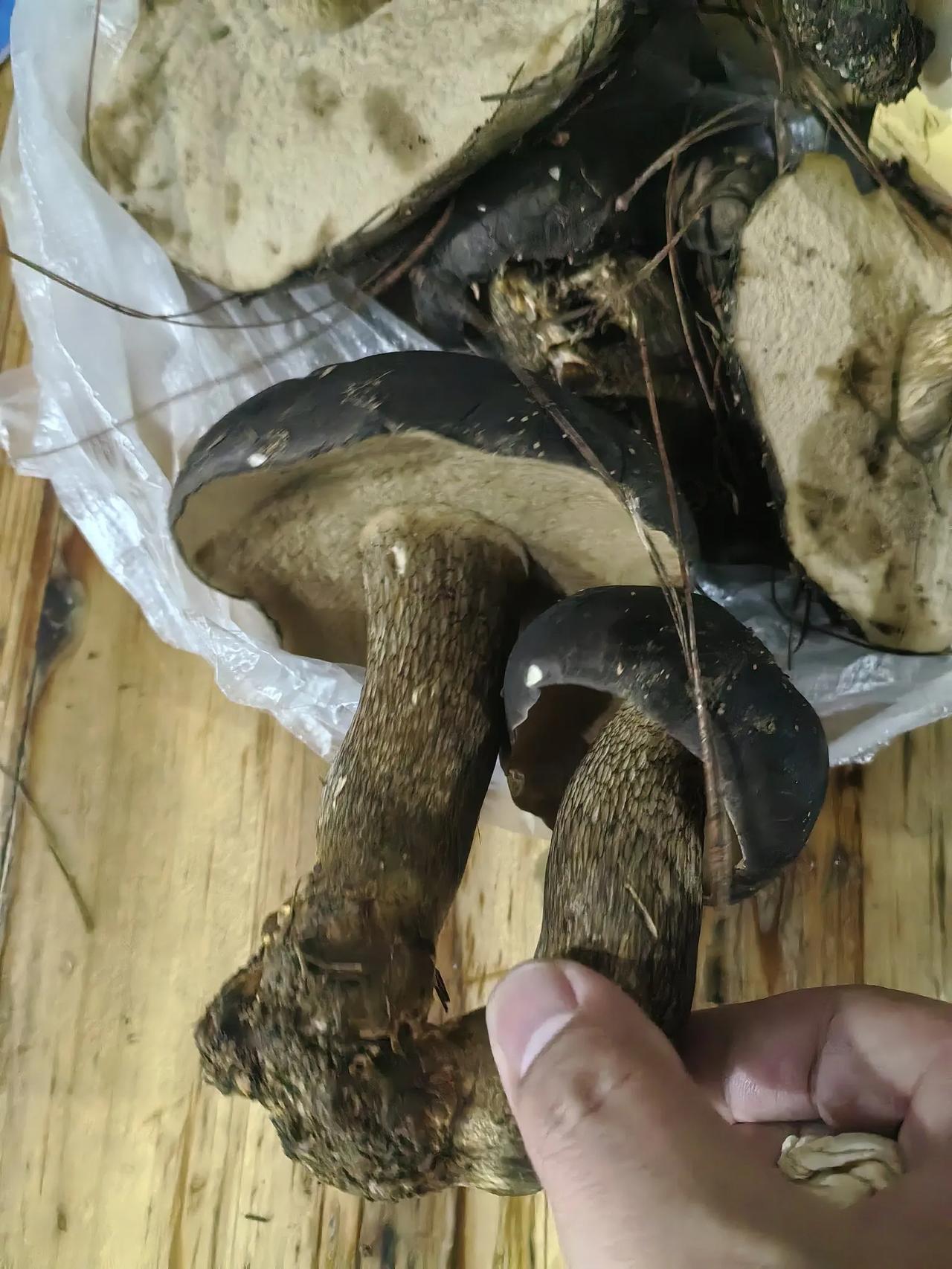 最近的云南野生菌应该非常多了吧，山上好多会去捡，下面👇的菌子大家都见过吧！野生