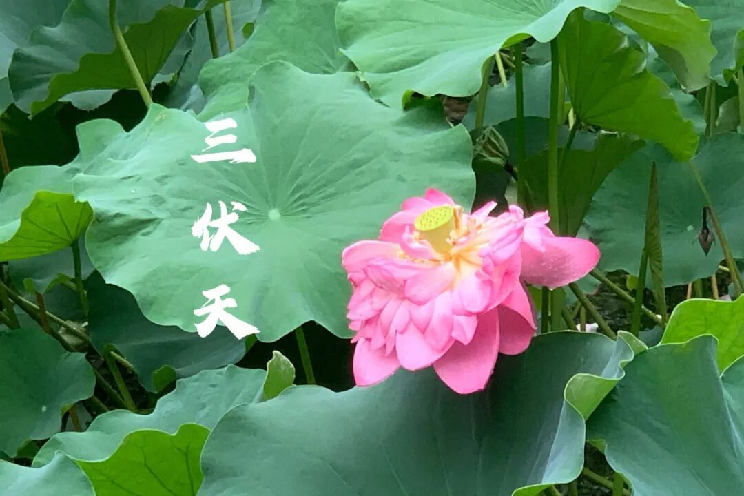 今天正式入伏，🔥2026三伏天正式开启！早上出门就感受到了三伏天的高温2026