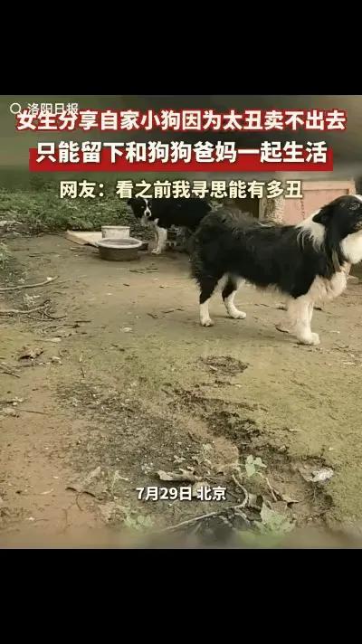 这件事之所以引得网友纷纷调侃，核心在于反差感拉满：本来以为只是主人随口夸张吐槽自