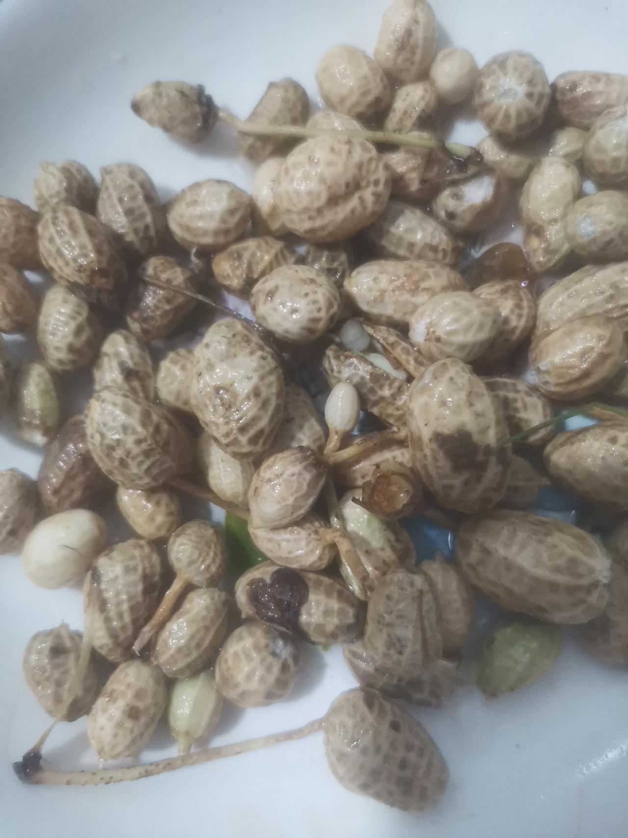 晚上十一点半了，我才结束今天傍晚的劳作。
因为天气炎热，还剩下一些花生没拔完。我