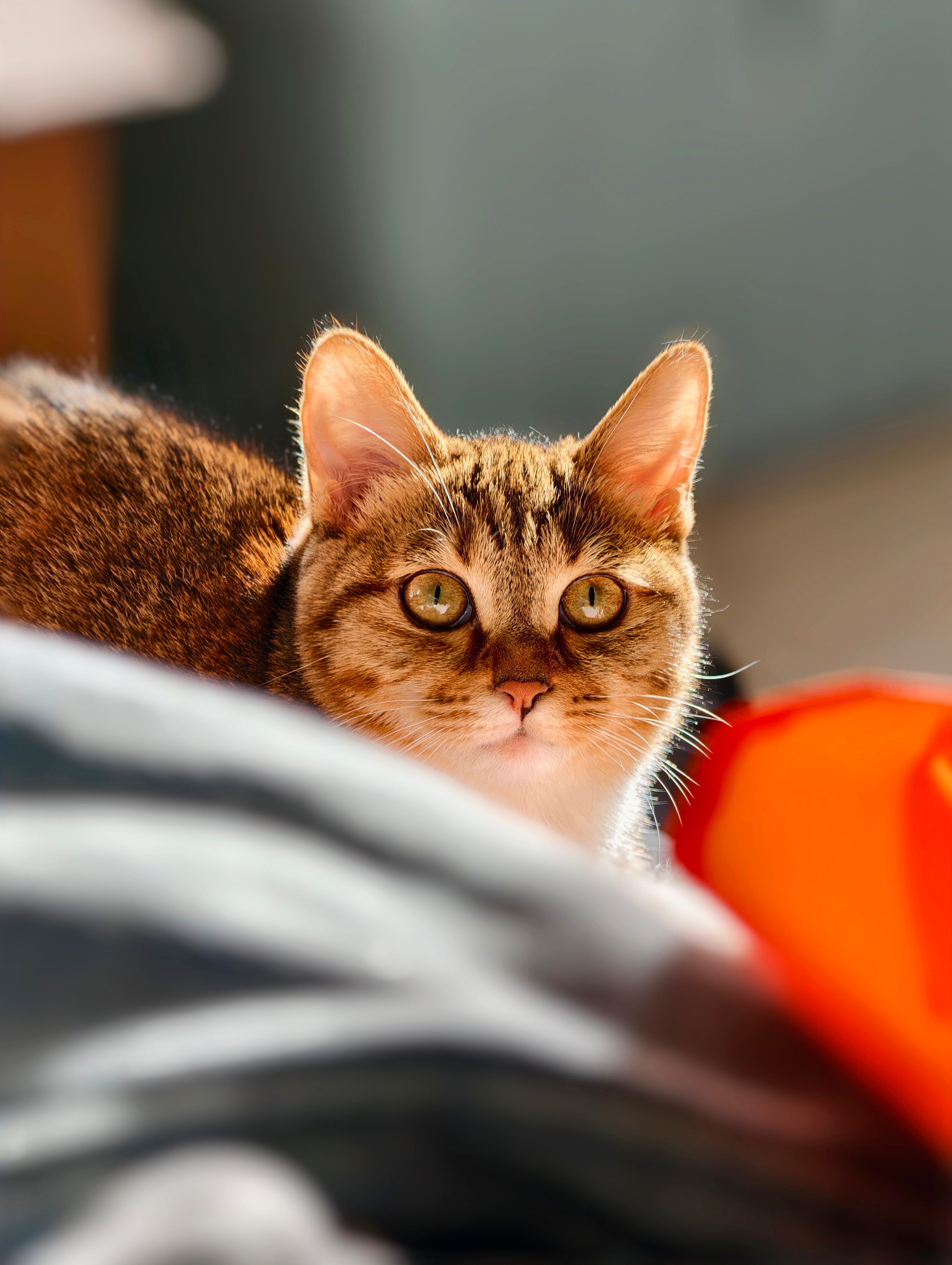 慢慢长大的毛豆～🐈 