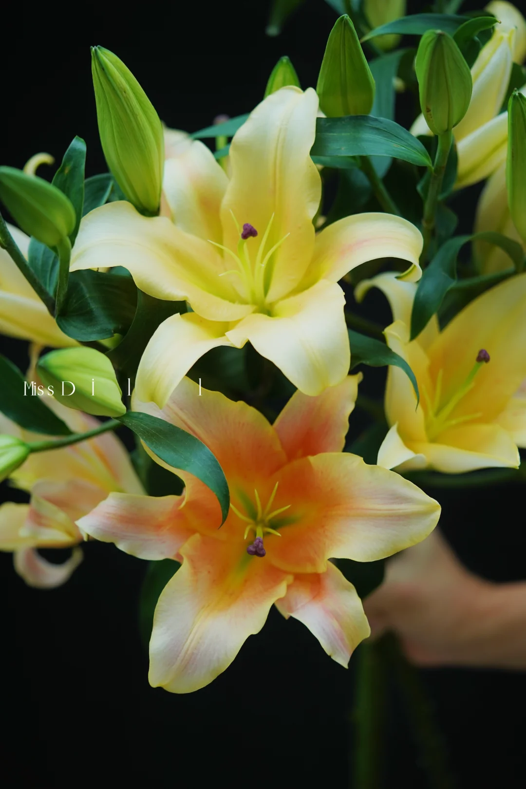 一见钟情百合｜名副其实的一眼心动💛