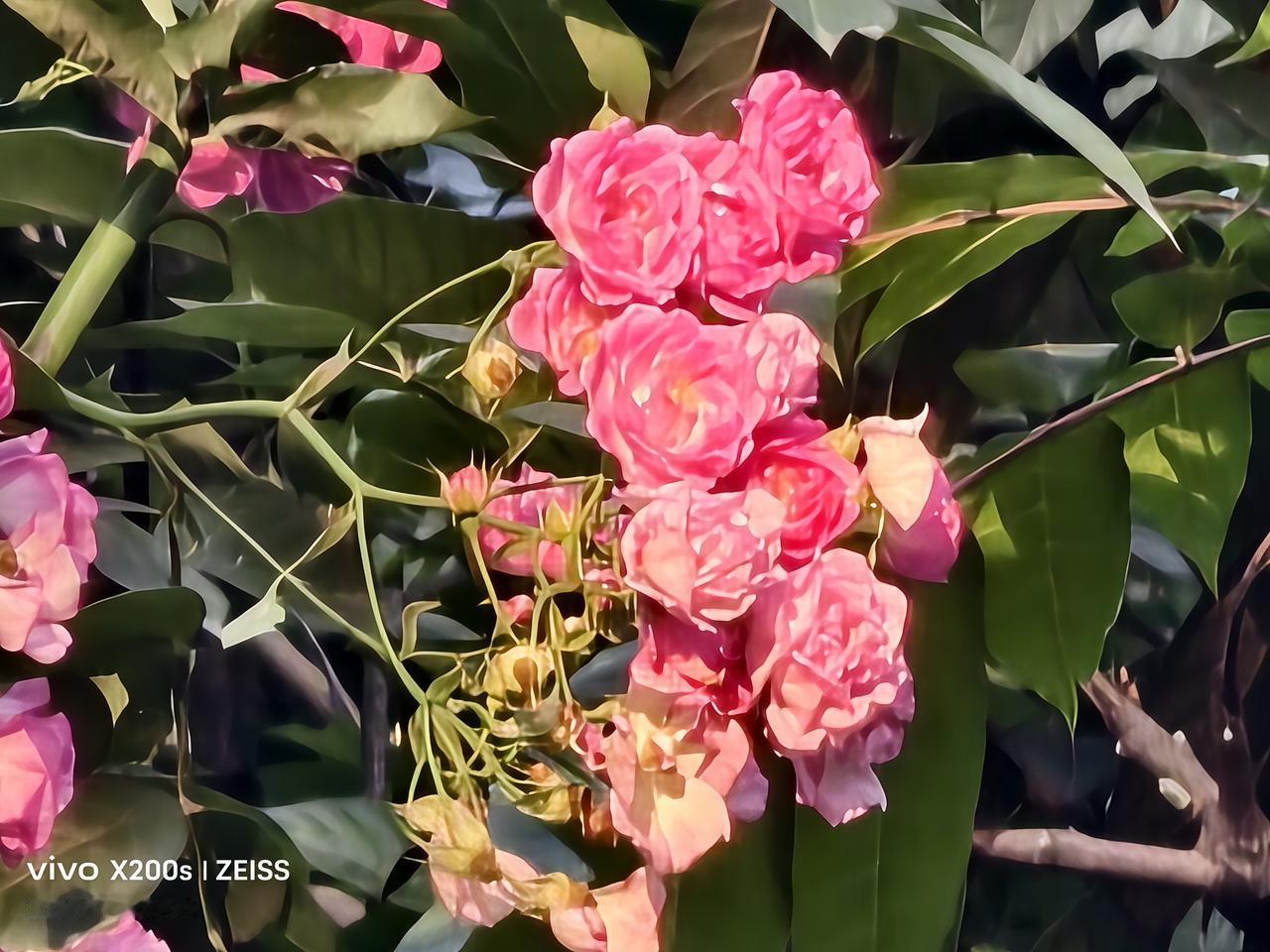来一组花证明花开正艳阳光下盛开的玫瑰芳香。