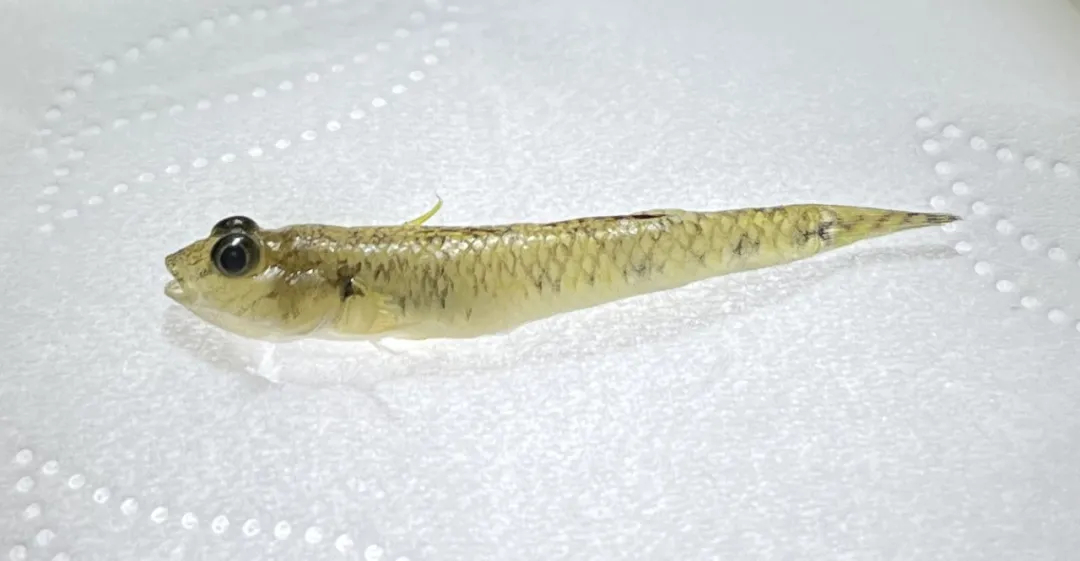 【你的社会鱼来了！】真吻虾虎鱼的身材短小，一般在5厘米左右。虽然它个头小，但它不