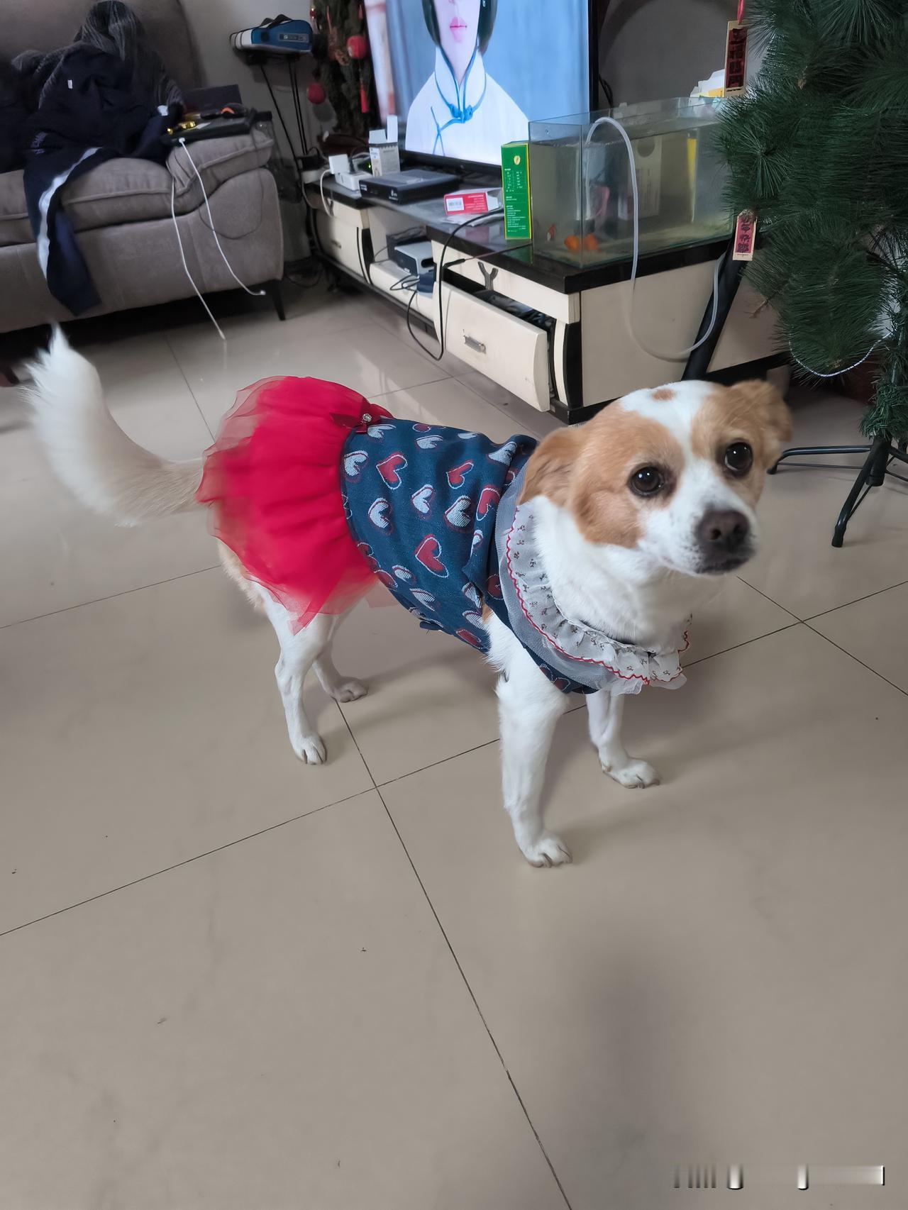 又穿新衣了，
出门上街显摆显摆！
大家看看我漂亮吗？