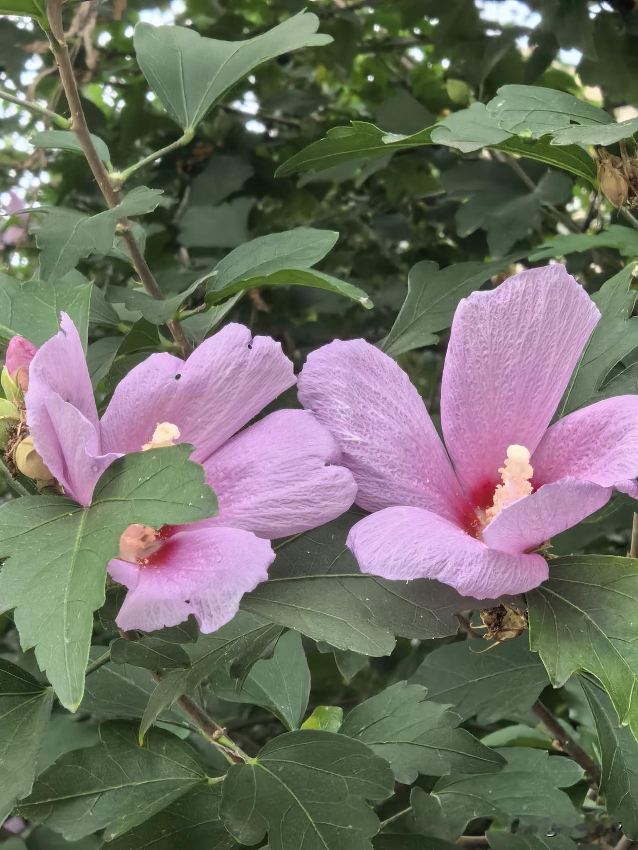 夏末的风轻轻吹过，木槿花温柔地绽开粉紫的笑靥。深红的花心藏着一整个季节的浪漫，米