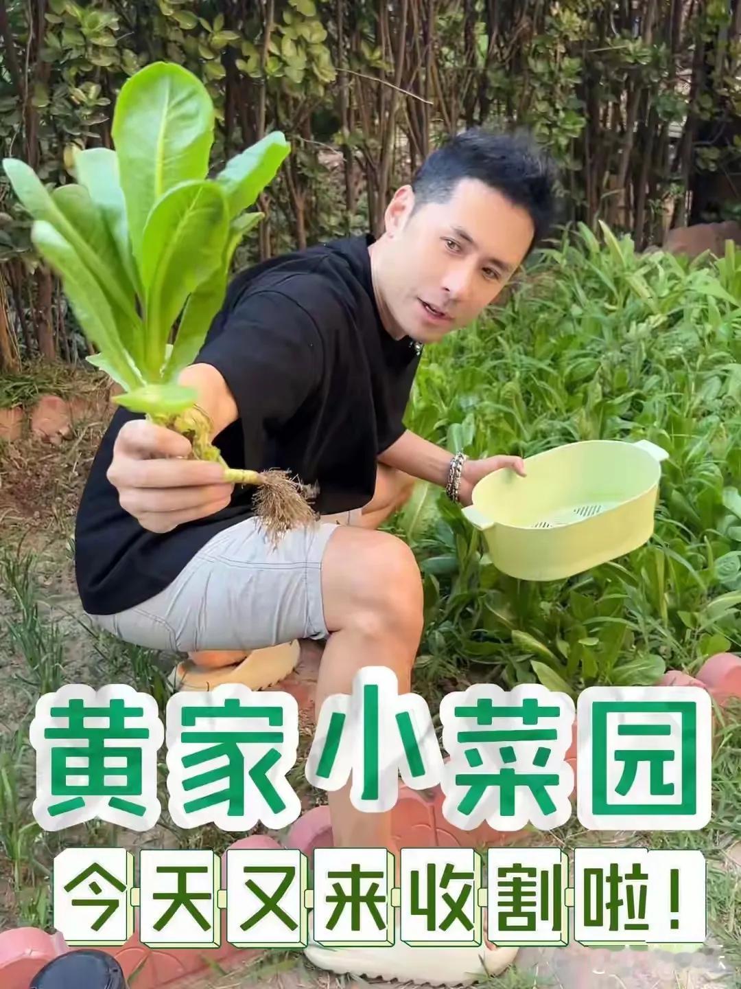 歌手黄征的院子火了，凭借一方精心打理的菜园子圈粉百万。这里没有名贵花草，却种满了