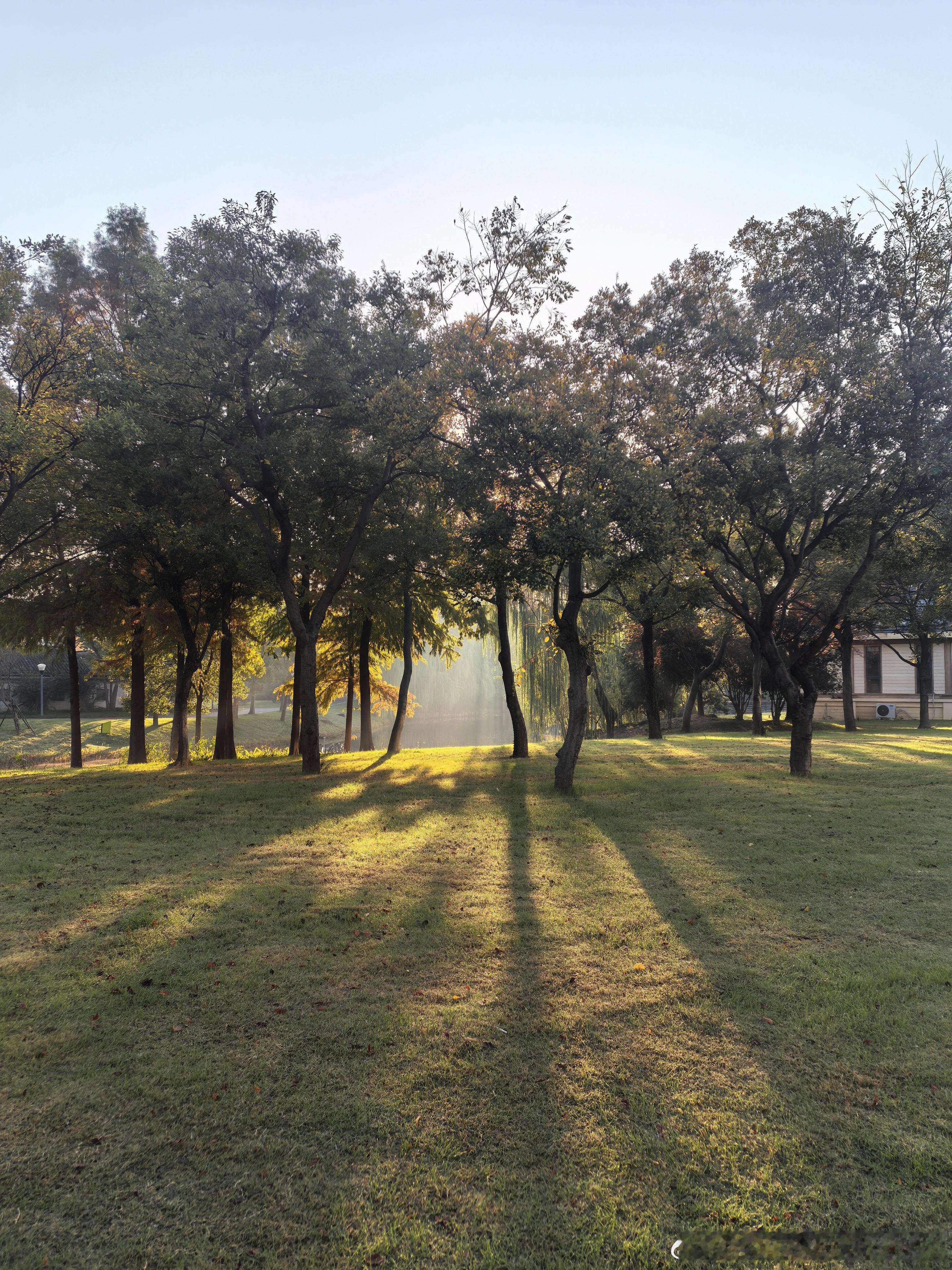 我这招鸟屎的也真是没谁了，不管停在哪，不管旁边有没有树，不管两面停没停车，不管刷