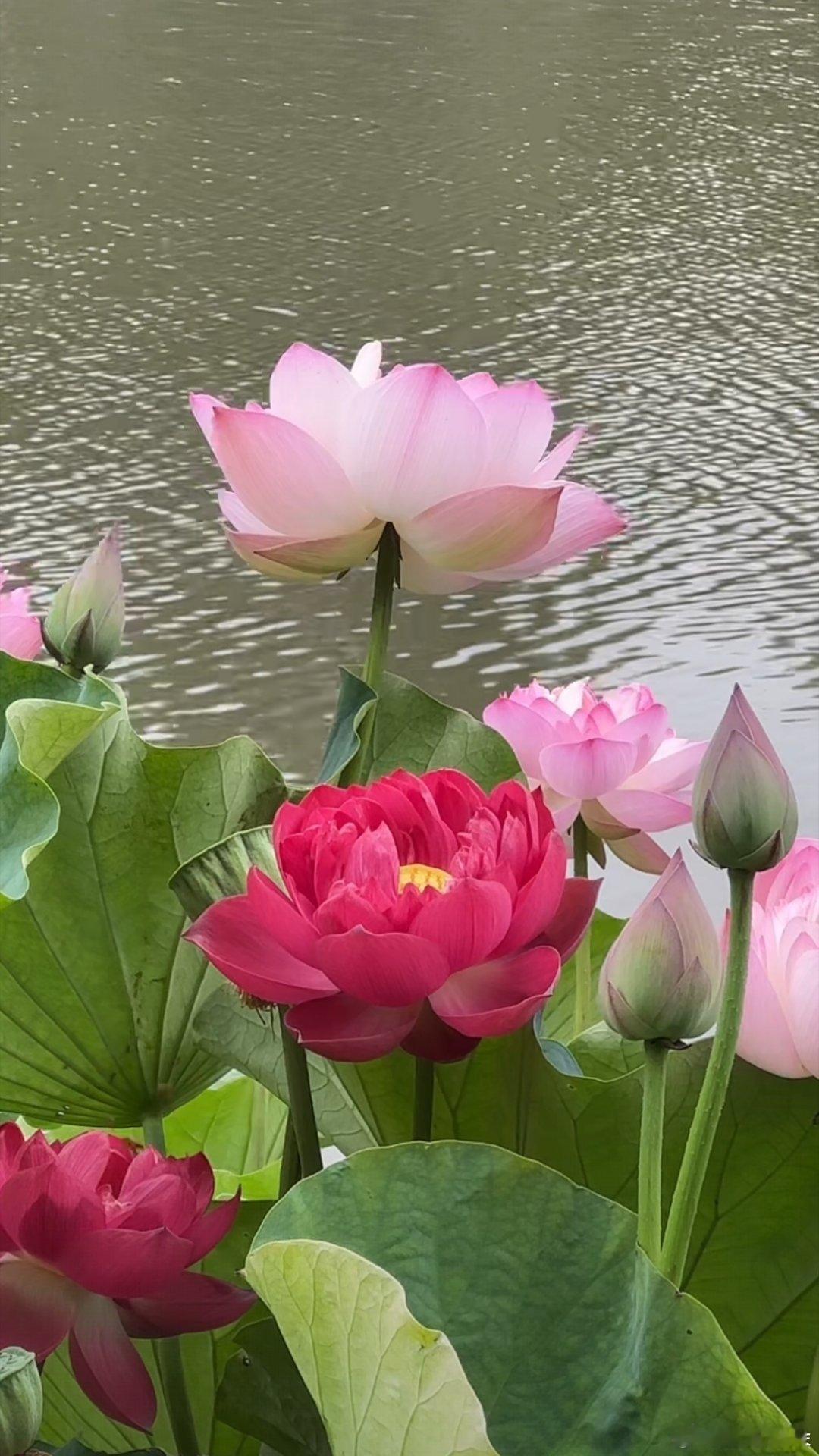 "荷气生财 好运莲莲"... 夏日清新荷花壁纸 