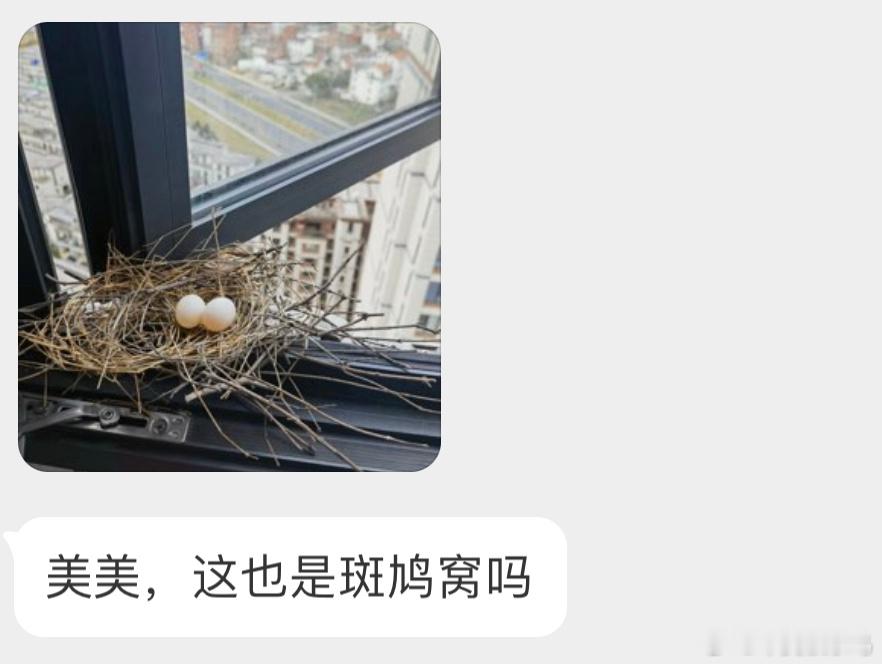 ？？？珠颈斑鸠的豪华大别墅一级建造鸠了属于 ​​​