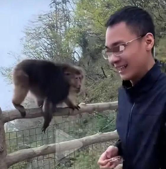 眼镜男刷新下限！峨眉山一只安分吃橘子的猴子，竟被他狠推往崖边。
 
猴子凭本能死