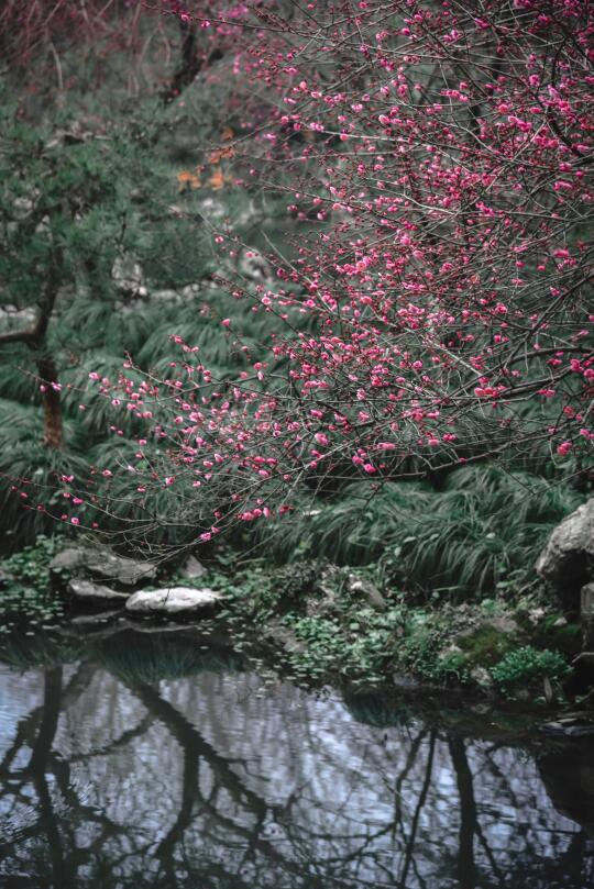 西湖赏梅：四季皆可赏花的曲院风荷