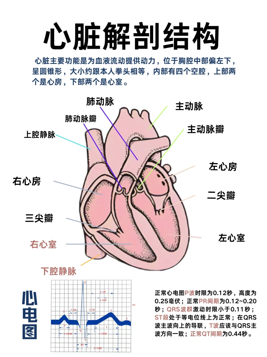 医学生笔记——心脏解刨结构