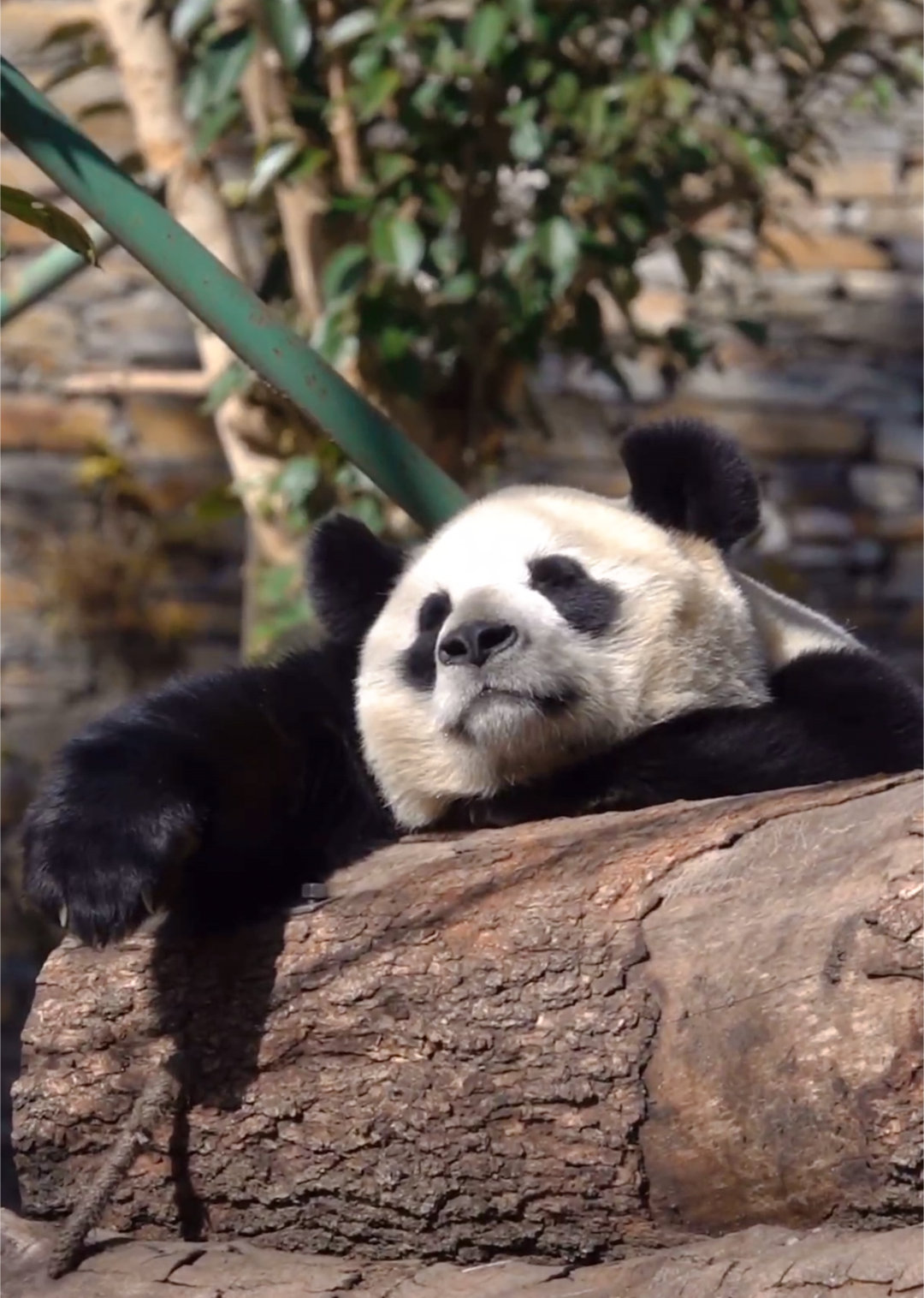 怡畅晒日光浴 🐼 