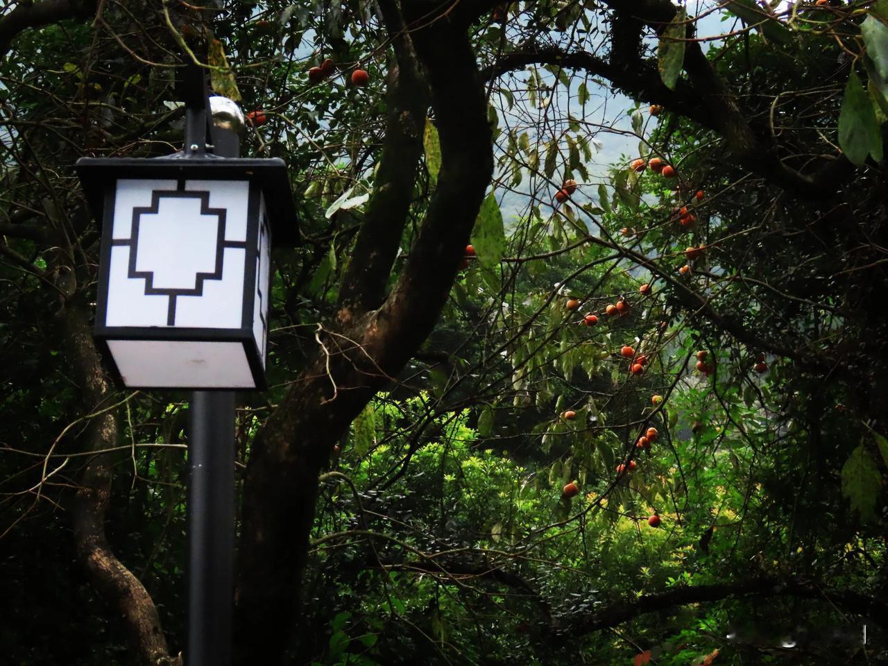 灯笼柿
宁波北仑大碶西岙村